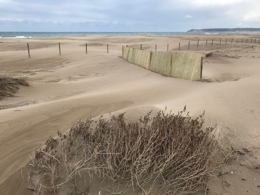 Recuperacion ambiental de las dunas de La Costa Brava